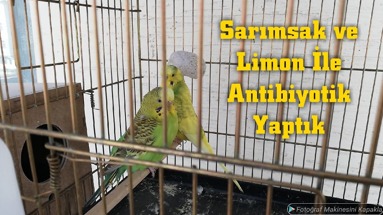 Muhabbet Kuşları İçin Sarımsak ve Limon İle Doğal Antibiyotik Yapımı