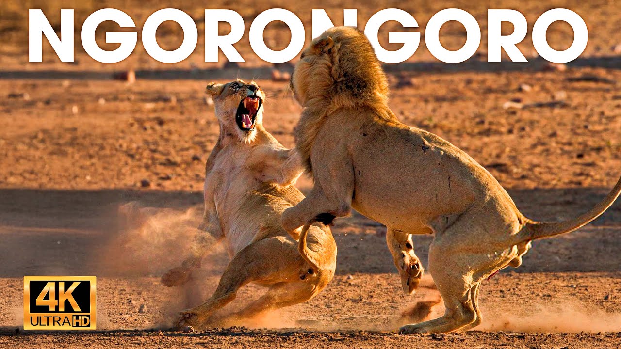 CRÁTER DE NGORONGORO - La Arena de la Supervivencia de los Señores de la Sabana #animalessalvajes
