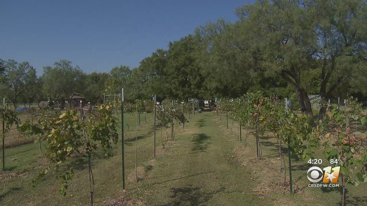 Gardening 101: Planting Grapes In Texas