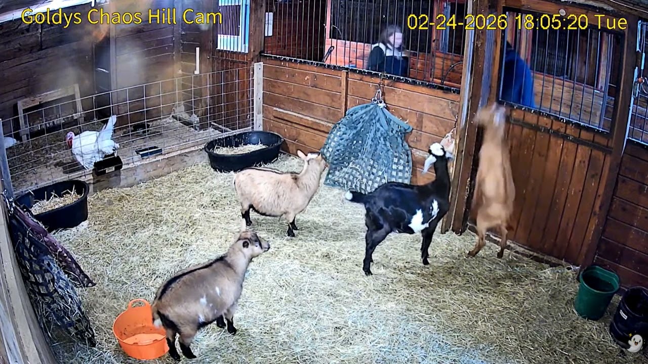 Goldy'sCH550-613pm 550pm ET grain Blossom Petal Mylo Melvin;542pm Nick  grain 2 Turkeys  2242026