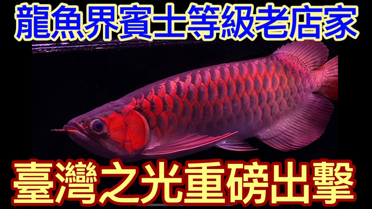 龍魚系列-歷史悠久的龍魚名店,擁有收藏家的瘋狂等級,凡是好龍必定買回臺灣,屢屢為臺灣在國際水族比上中拿下世界冠軍,另類的臺灣之光,『昭輝水族』翁睿暉與他妻子張姿心攜手建立的水族王國