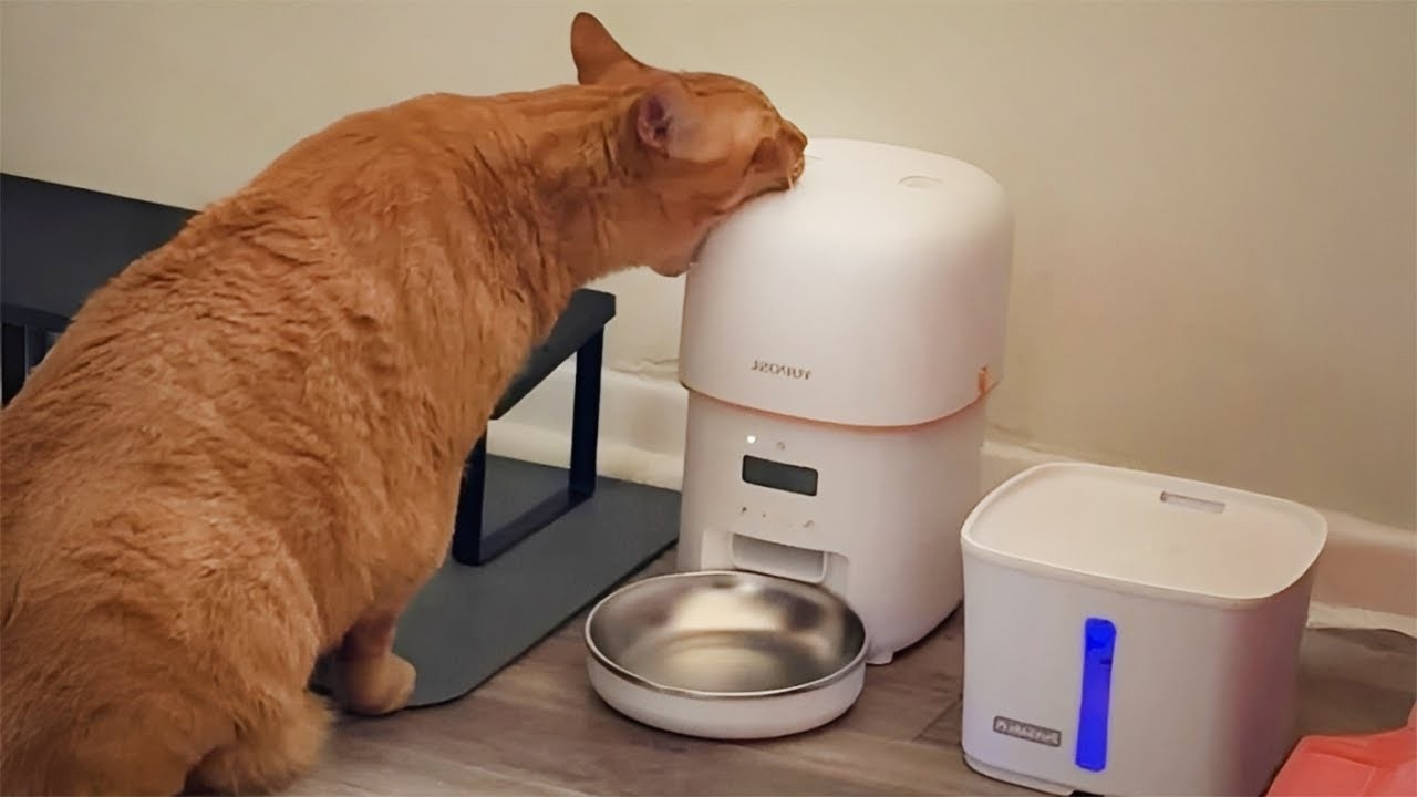 Funny Cats Overreacting to Machine🤣 Funniest CATS Video 2026