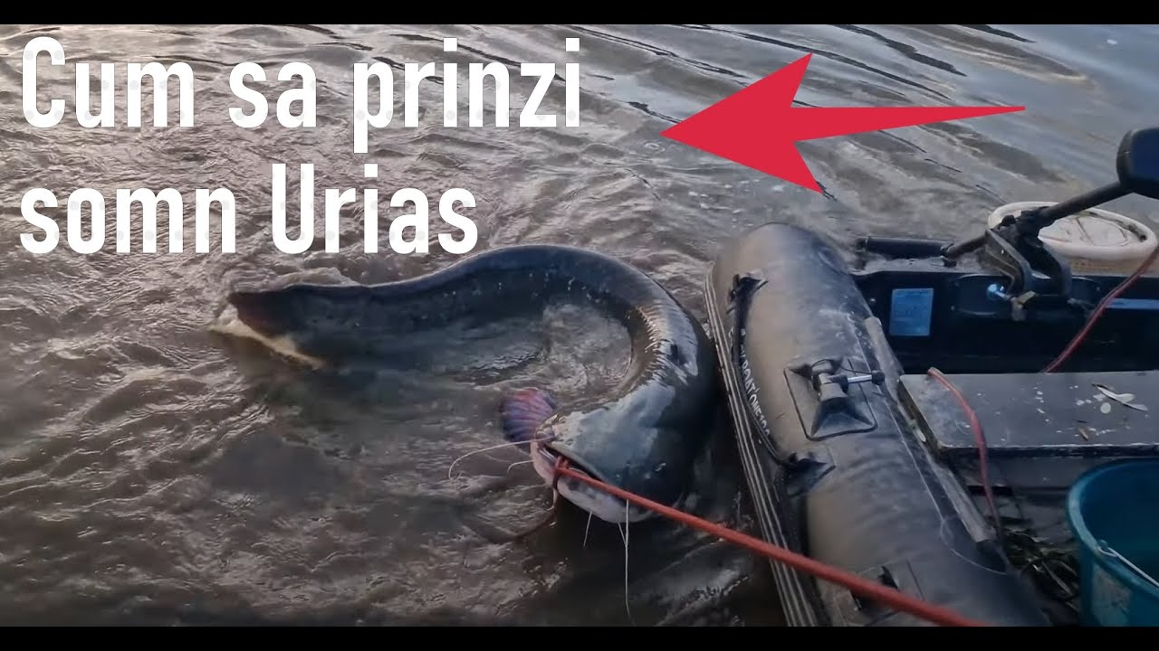 Ce PEȘTI URIASI am prins pe Mureș! 🎣 Tehnica + Montura + Locația !!!
