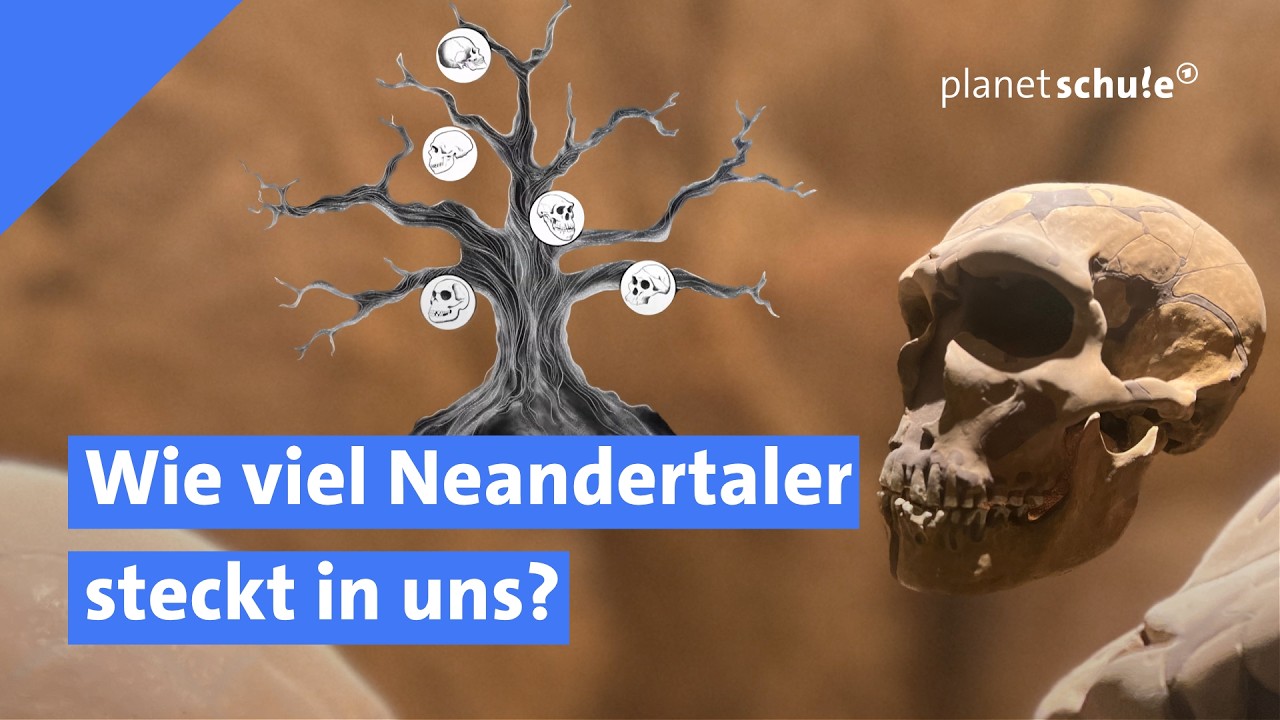 🧬 Genetik und Geschichte: Der Neandertaler in uns | Woher wissen wir das? | planet schule | ARD