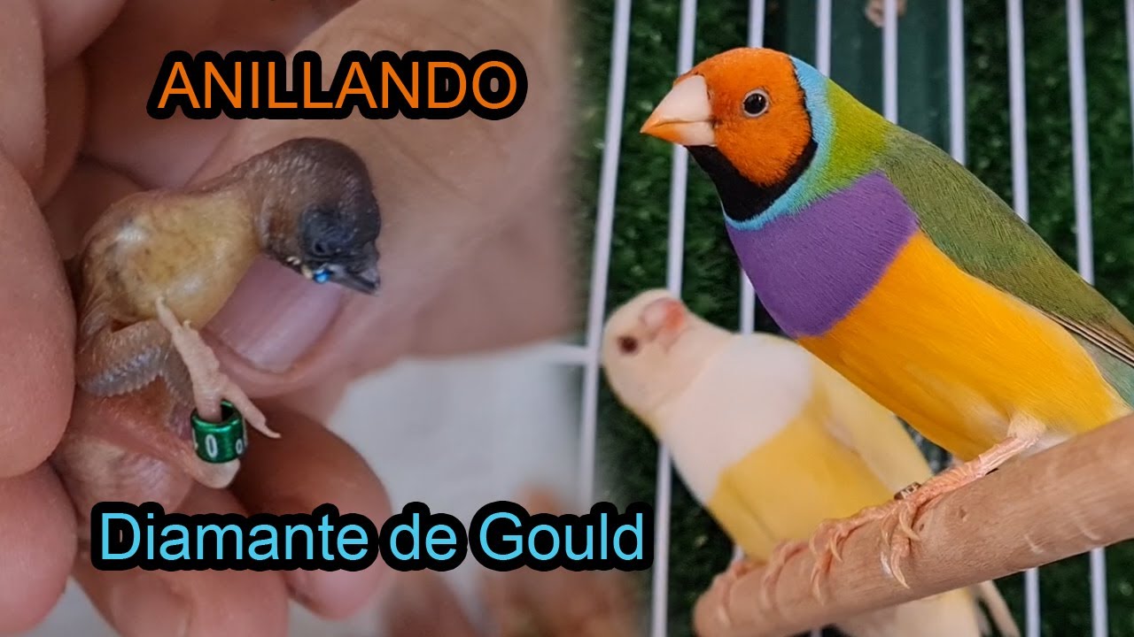 Anillando Diamante de Gould El Mejor tiempo para anillar Lady Gouldian