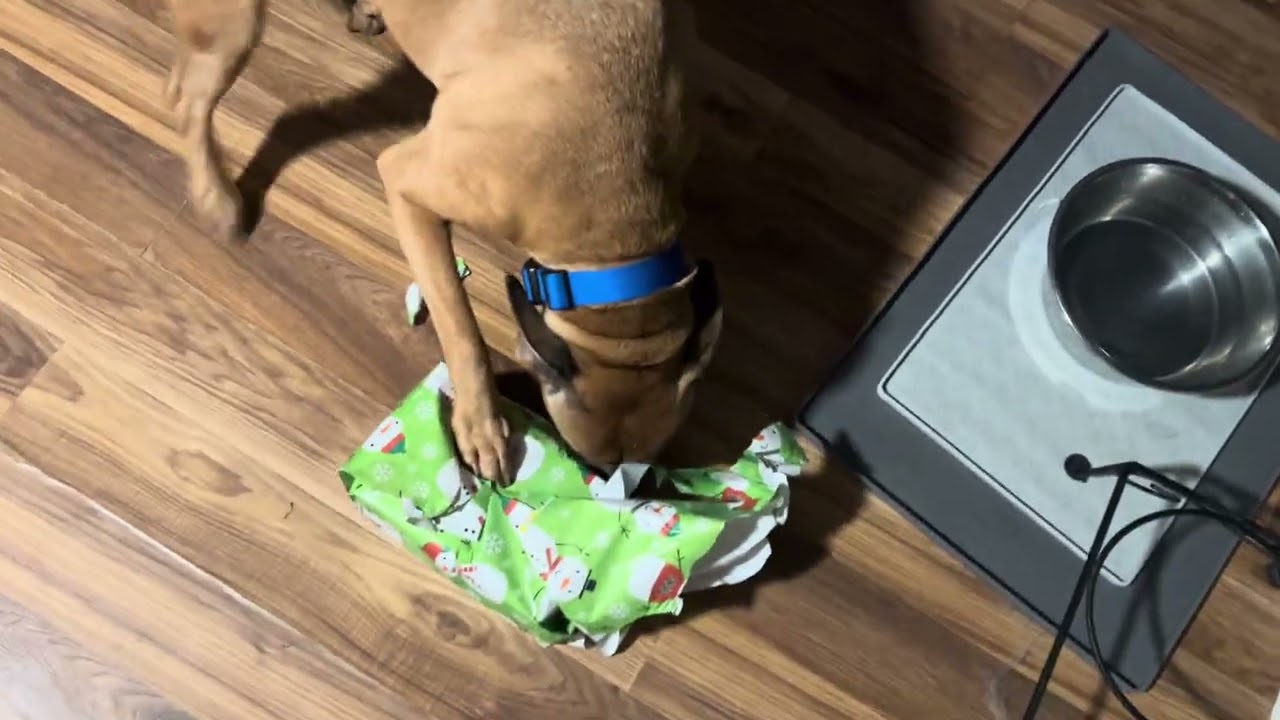 Ronin enjoying unwrapping his Xmas presents. 