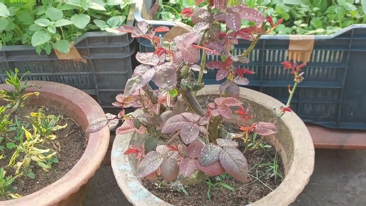 ROSE CARE 2024 -2ND PART / গোলাপ গাছের পরিচর্যা