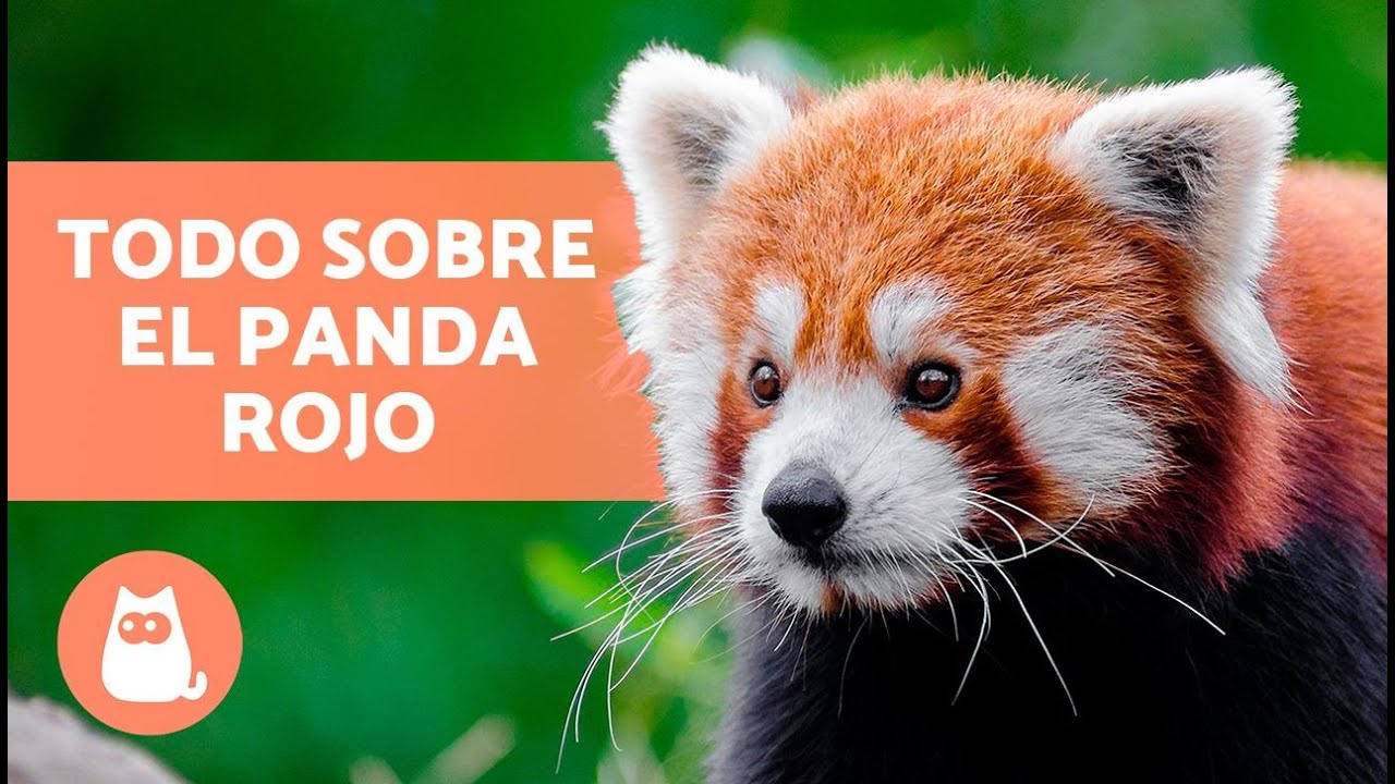 El PANDA ROJO 🐼❤️ (Caracter&iacute;sticas, H&aacute;bitat y Alimentaci&oacute;n)