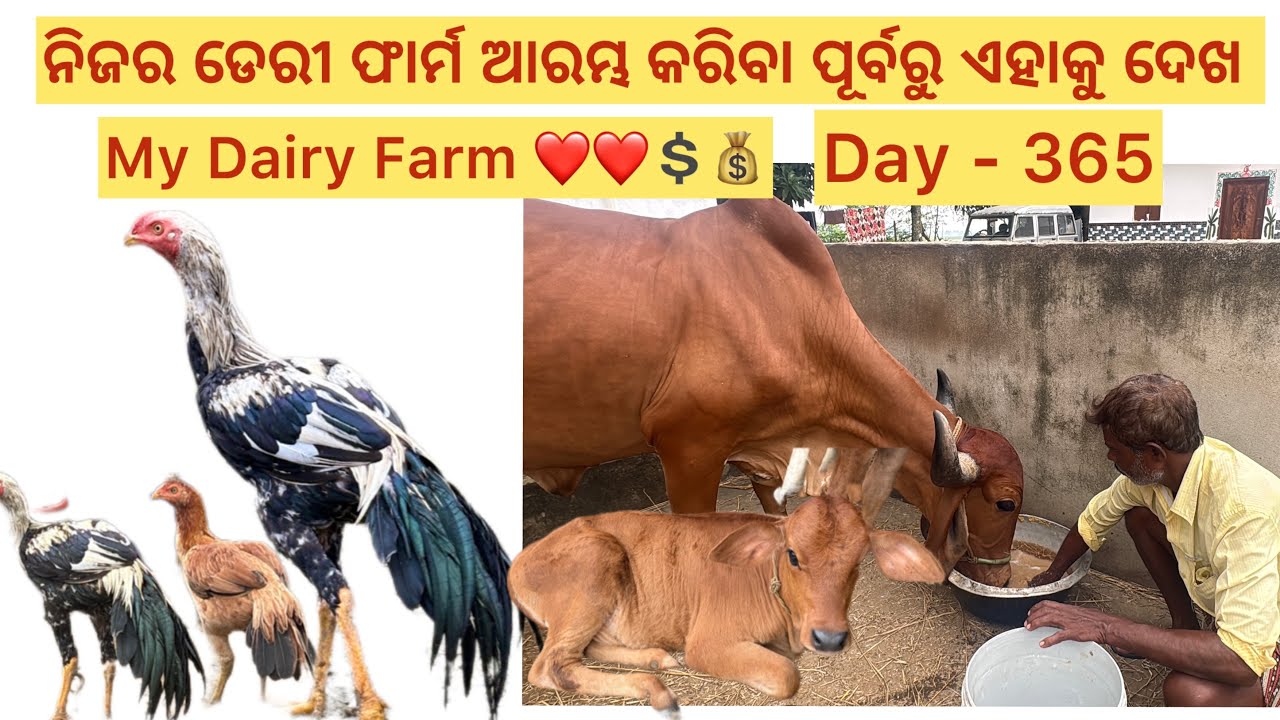 My Dairy Farm Vlog / ନିଜର ଡେରୀ ଫାର୍ମ ଆରମ୍ଭ କରିବା ପୂର୍ବରୁ ଏହାକୁ ଦେଖ #viralvideo #dairyfarm 