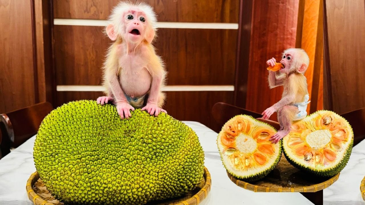 Baby monkey Kyo enjoys eating the super delicious jackfruit mixed with banana!