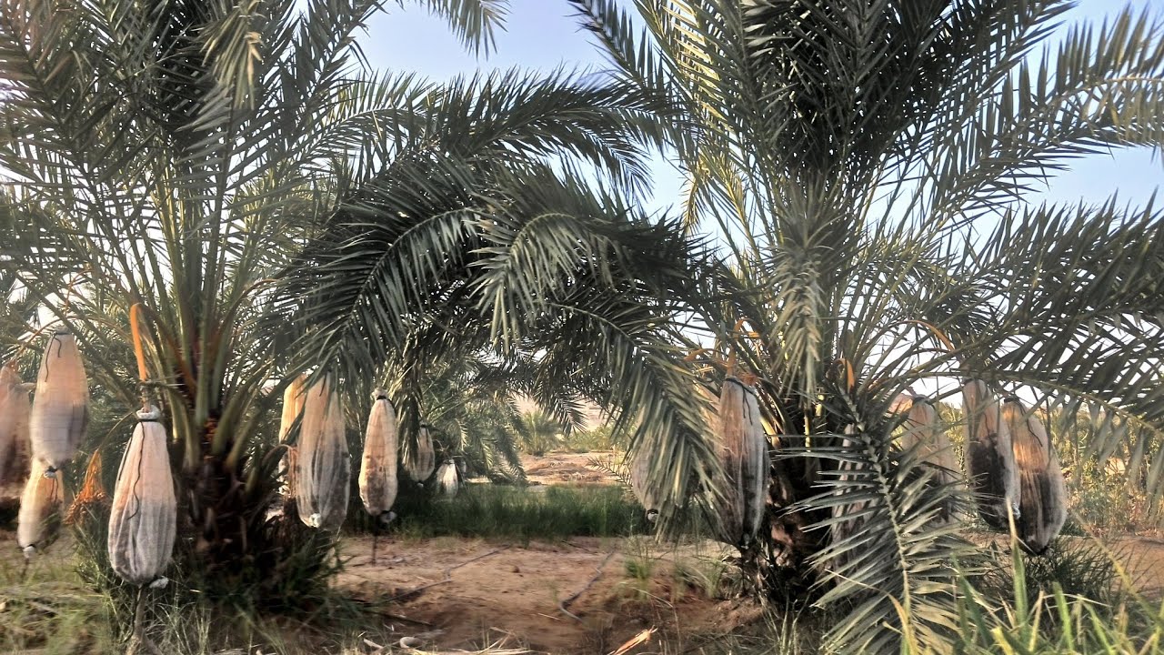 ١٥ فدان مزروعة نخل🌴 منتج وتقنين💯 كامل في الواحات البحرية✅️