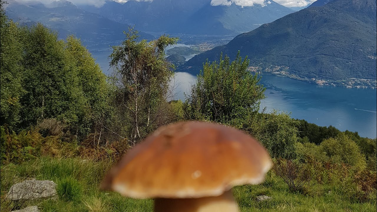 Climbing for fungi  porcini (penny bun) mushroom  in the top of  La Canua (Alps) mountain  Italy