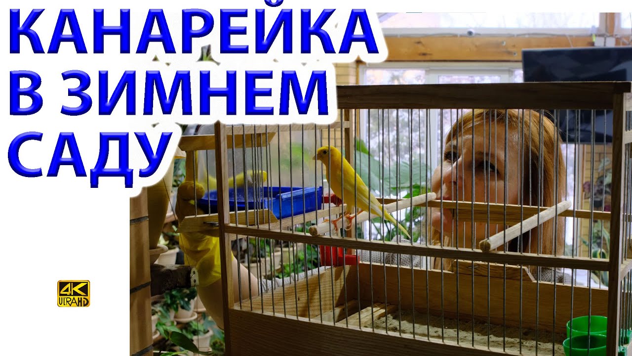Певчий Кенар - канарейка в зимнем саду