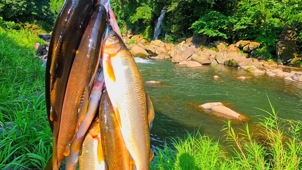 巨大鮎と刺網〜人が入らない急流の魚影がすごかった〜