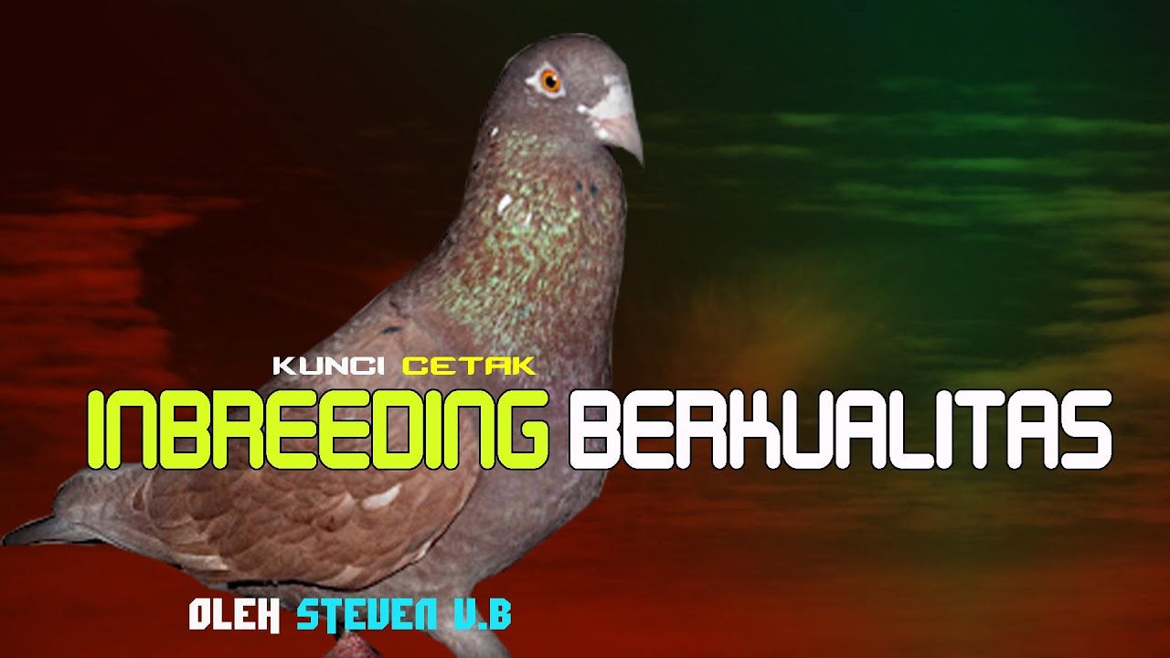 MERPATI LOVERS   KUNCI INBREEDING YANG BAIK DARI SANG MAESTRO