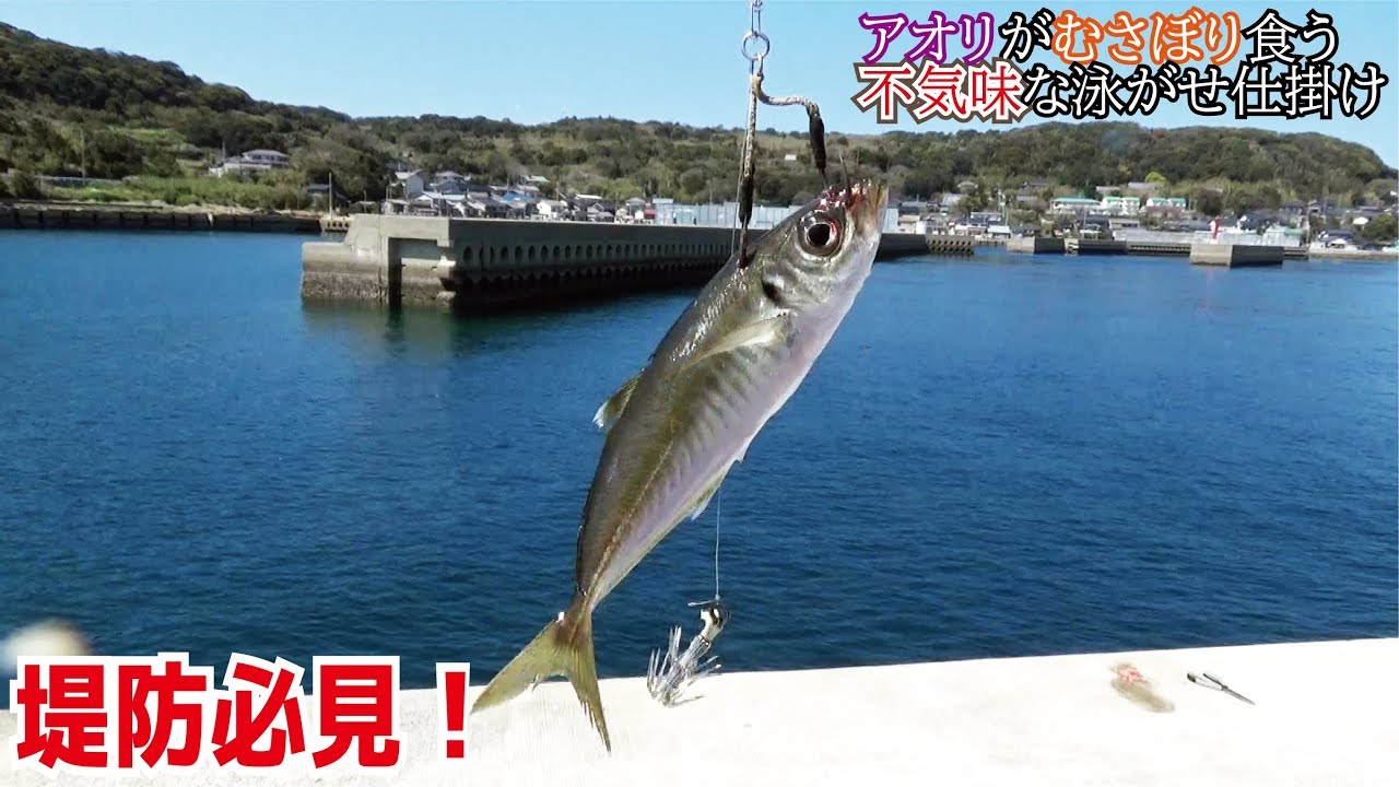イカが貪り食う不気味な泳がせ釣り仕掛け(509話目)