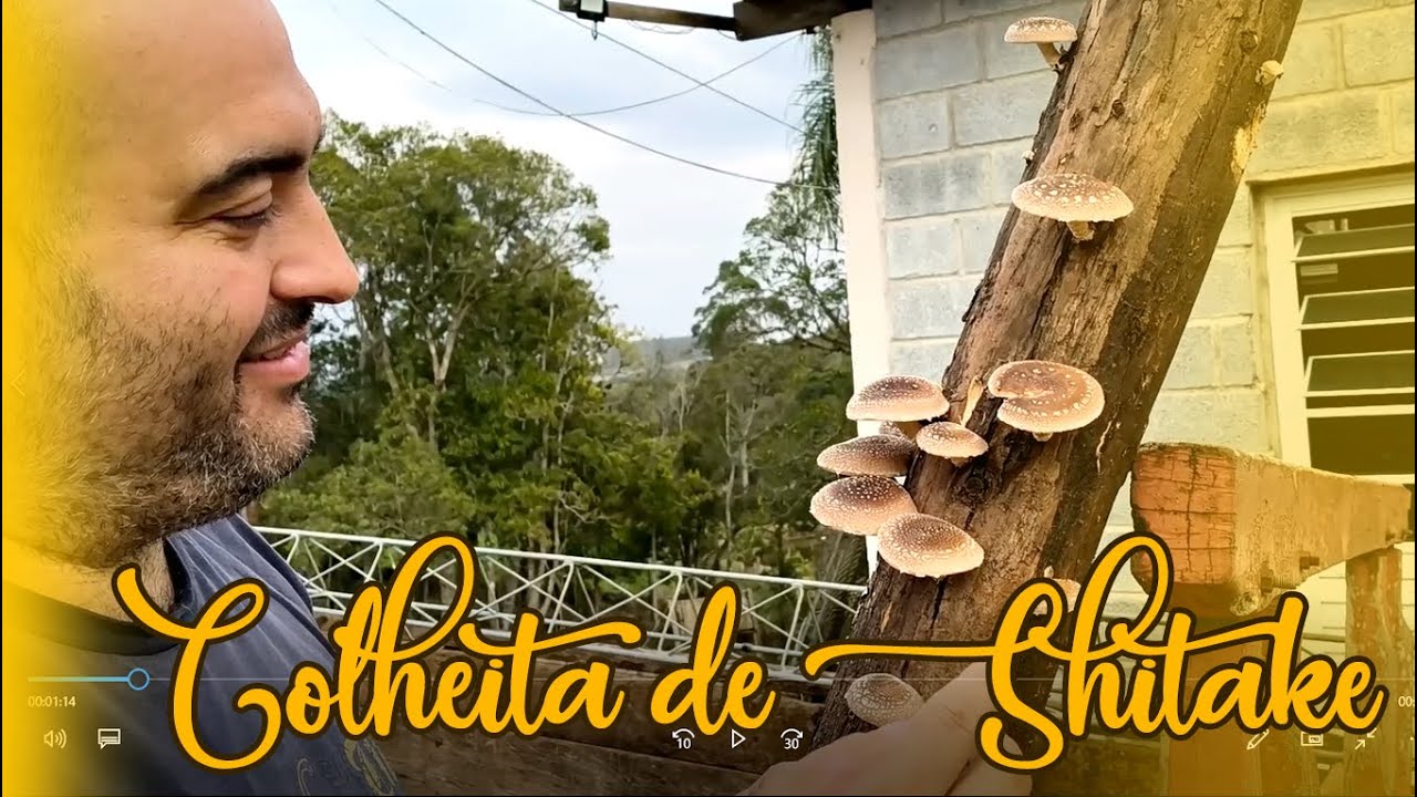 Colheita de Cogumelos Shitake: Do Tronco à Balança