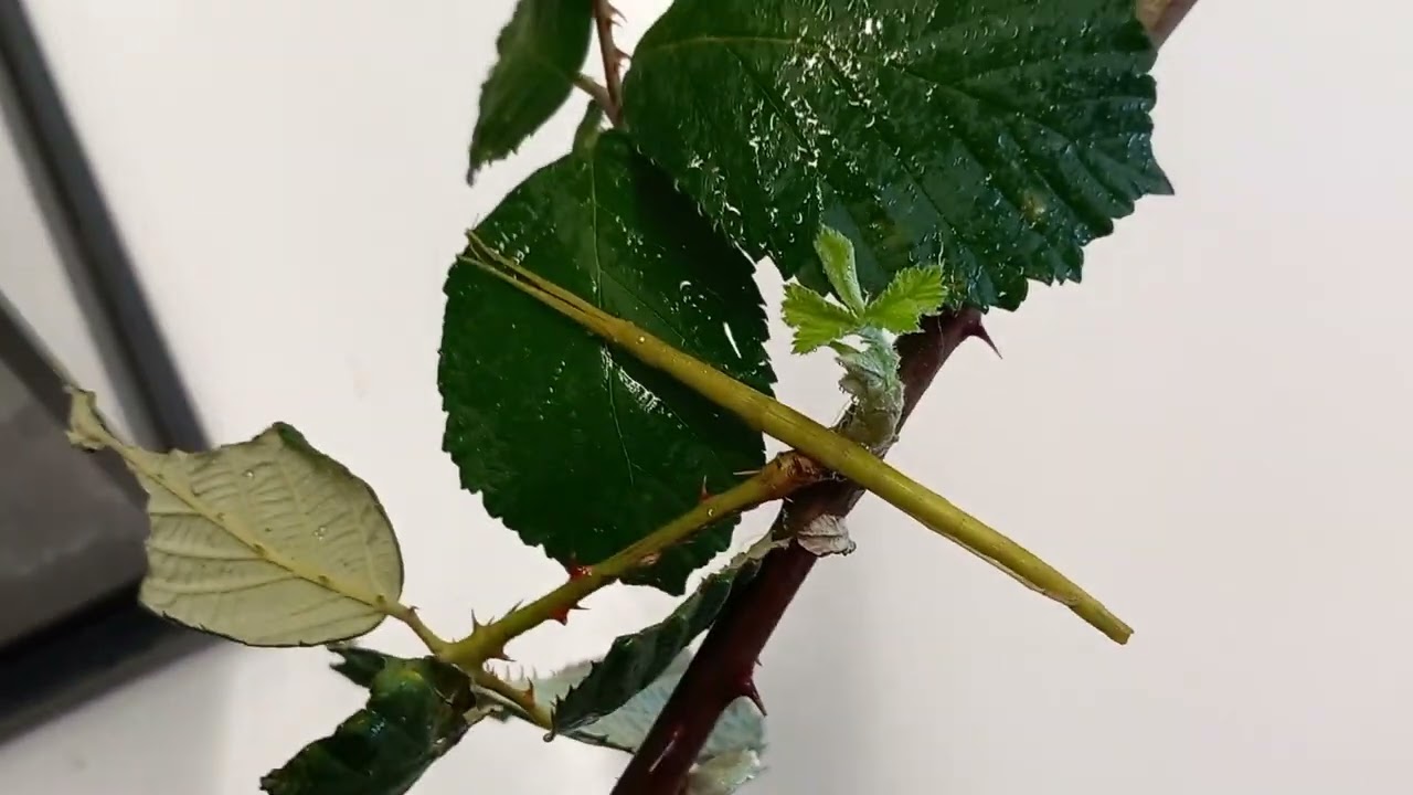 Schulzoo Dessau - Phasmiden im Porträt - Indische Stabschrecke (Carausius morosus)