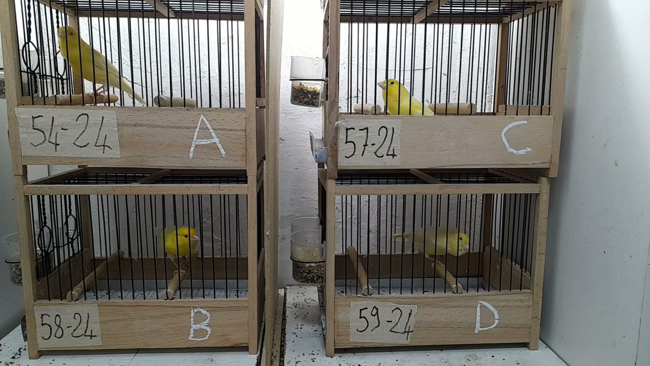 2024 malinualar son kuşlar 5322763641