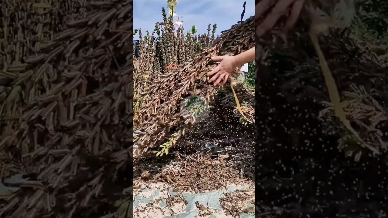Fakta menarik tanaman wijen