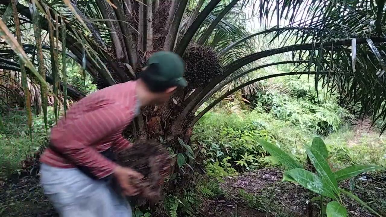 sahabat petani cekatan // panen buah sawit diguyur hujan 2 tandan perbatang