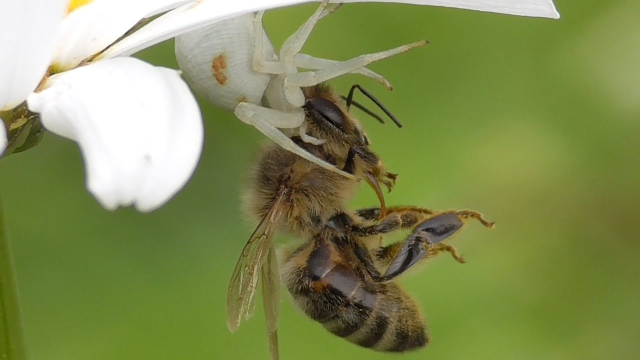 Flower crab spider catches bee. Veränderliche Krabbenspinne fängt Biene.