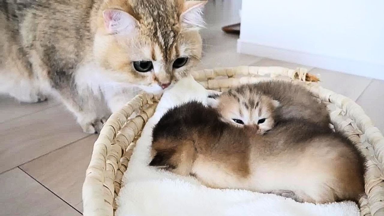 息子猫と対面したパパ猫が威嚇･･･心配して祖父猫、叔母猫が駆けつけました【The father's cat faced his son's cat and was threatening...】#猫