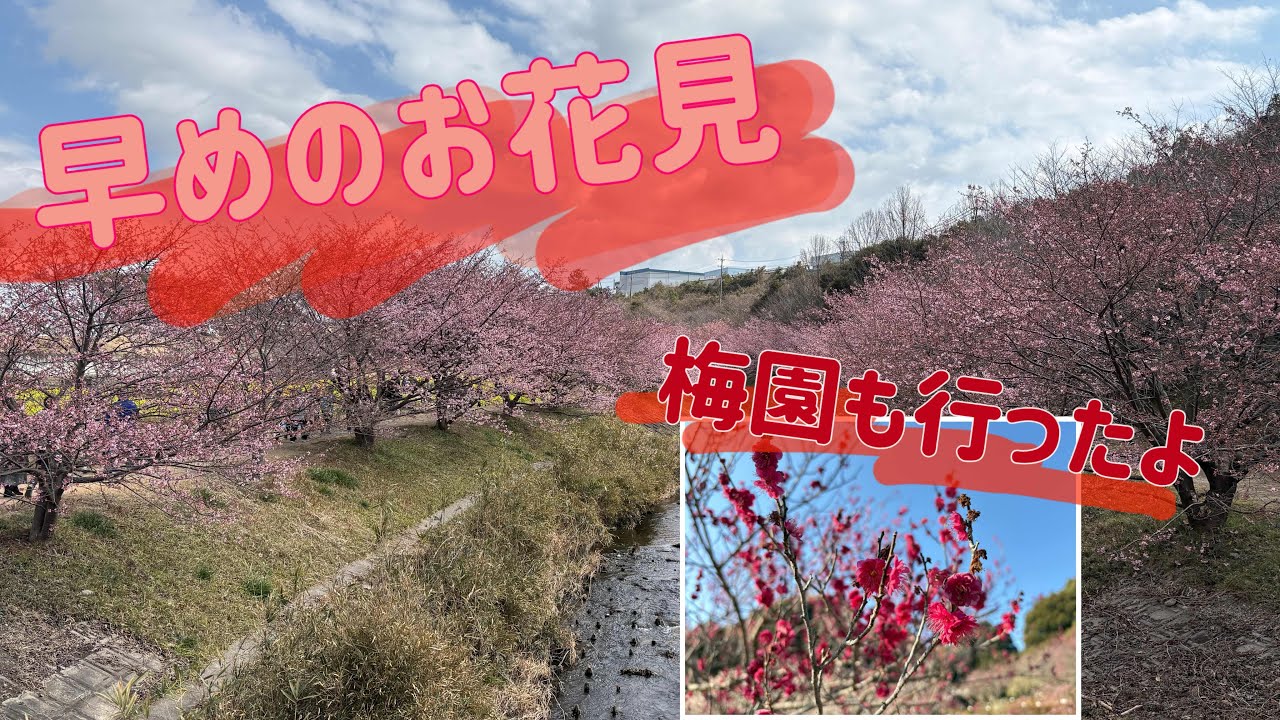 地元で河津桜が咲いてきているのでお花見に、ちょっと移動して梅園も散歩してきました。