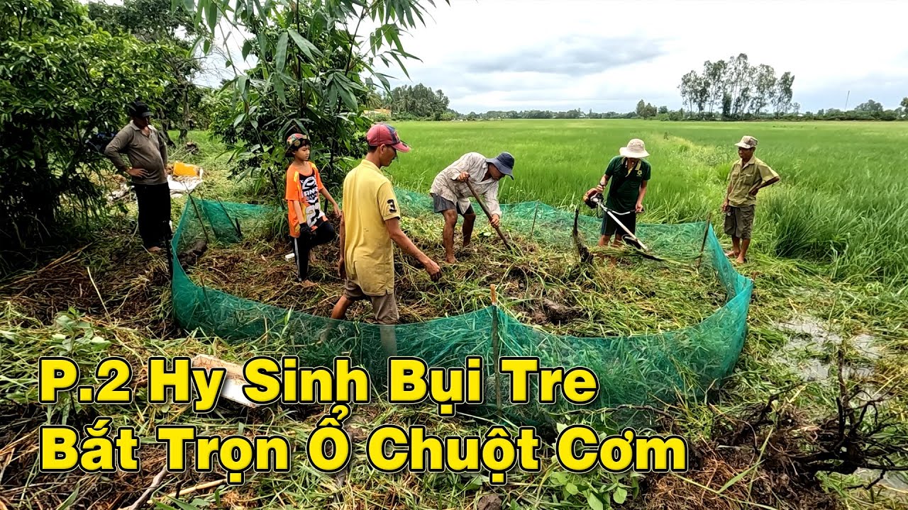 Lật Tung Bụi Tre Bắt Bầy Chuột Phá Lúa, Chuột Nấu Mẻ Sau Buổi Bắt Chuột/Catch The Mouse/NGÃ NĂM TV