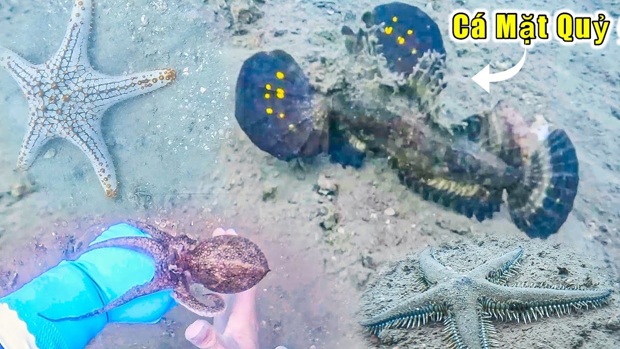 Chạm Mặt Cá Mặt Quỷ Có Thật Sự Nguy Hiểm Không_Lặn Biển Vùng Nước Cạn P350