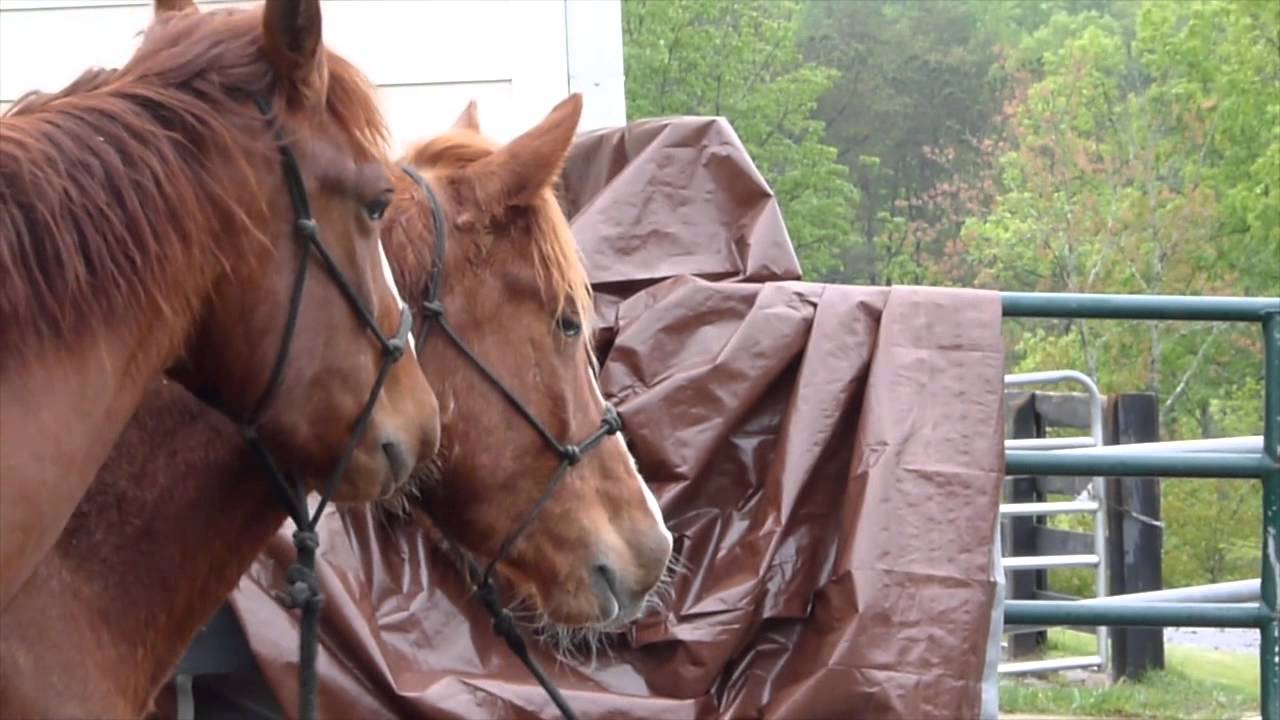 Branded for Success - Welcome to Rock Creek Farms