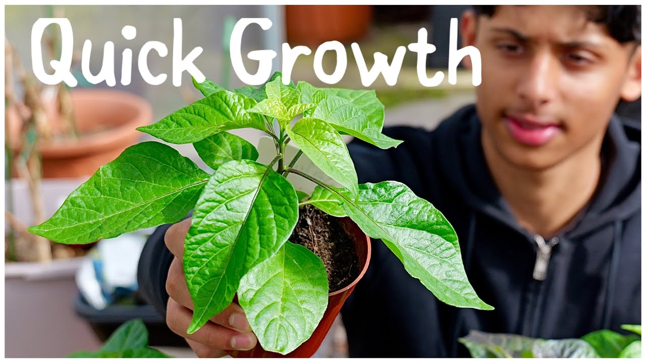 How To Make Chilli Plant Grow Fast | Vegetable Gardening For Beginners At Home