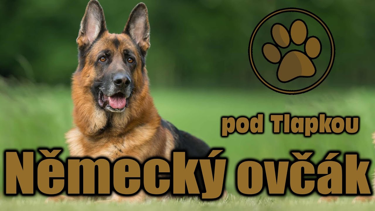 NĚMECKÝ OVČÁK | O PLEMENU