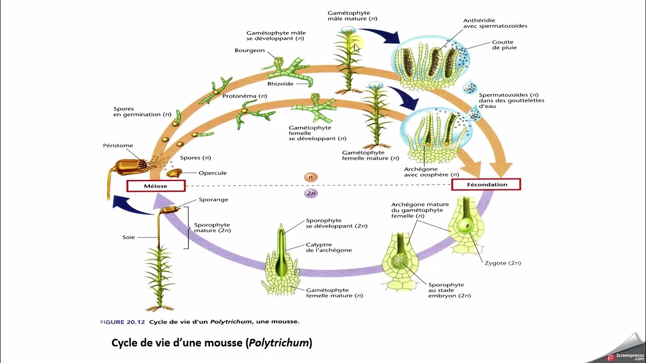 Cycle biologique et organes reproducteurs chez une mousse Bryophytes S2 P2 video2
