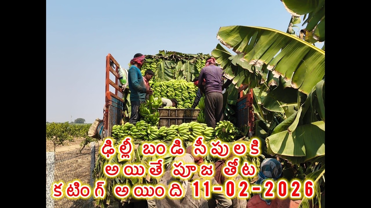 ఢిల్లీ బండి లూస్ కటింగ్ అయింది #trending #banana #agriculture #farmer