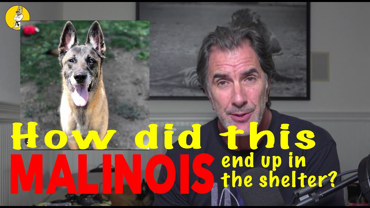 Почему такая малинуа может оказаться в приюте?