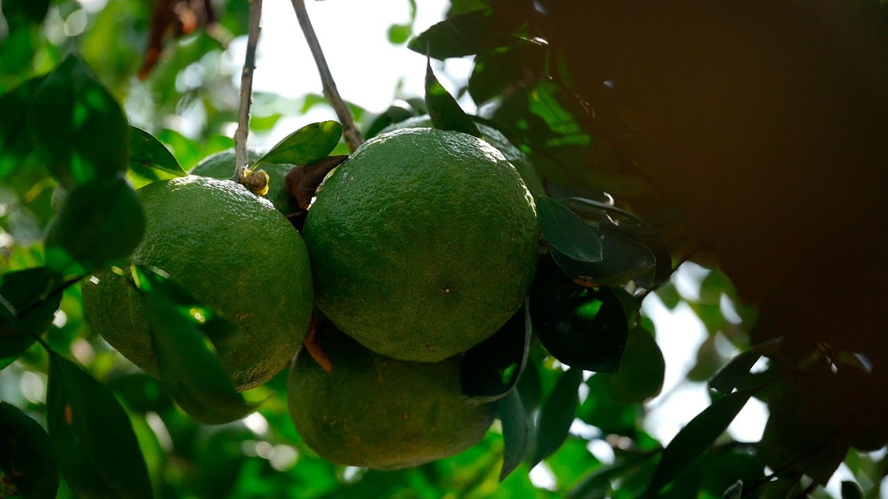 Cuidado y Tratamiento de Cítricos en Vivero - TvAgro por Juan Gonzalo Angel