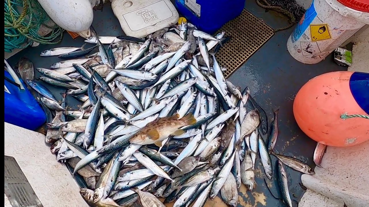 COMMERCIAL MACKEREL FISHING BEFORE THE WIND COMES IN - Mackerel Catch & Cook 