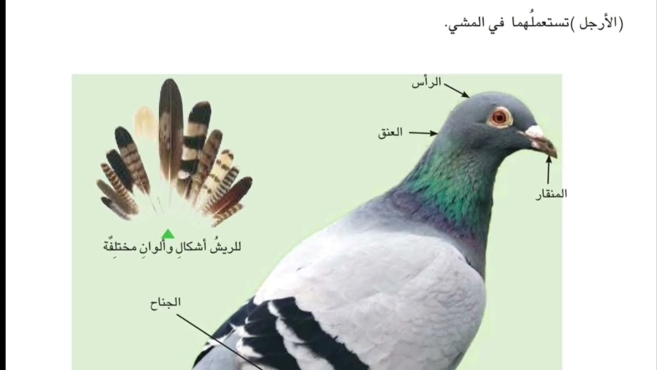 علوم الصف الرابع ابتدائي صفحه 44 ما الحيوانات المركبة
