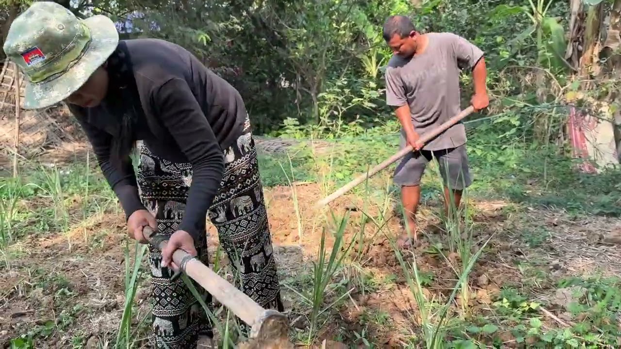 We are gathering firewood by the edge of the rice fields