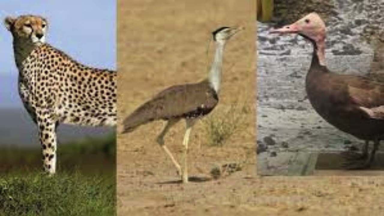 Pleistocene park samiler grassland project Maharashtra in Indian great Indian bustard.
