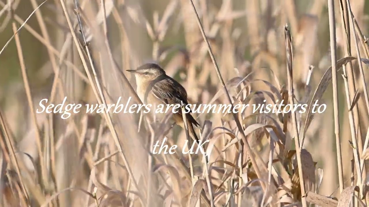 Ladywalk Nature Reserve. Sedge Warbler #birds #nikonz9 #birdphotography #warbler