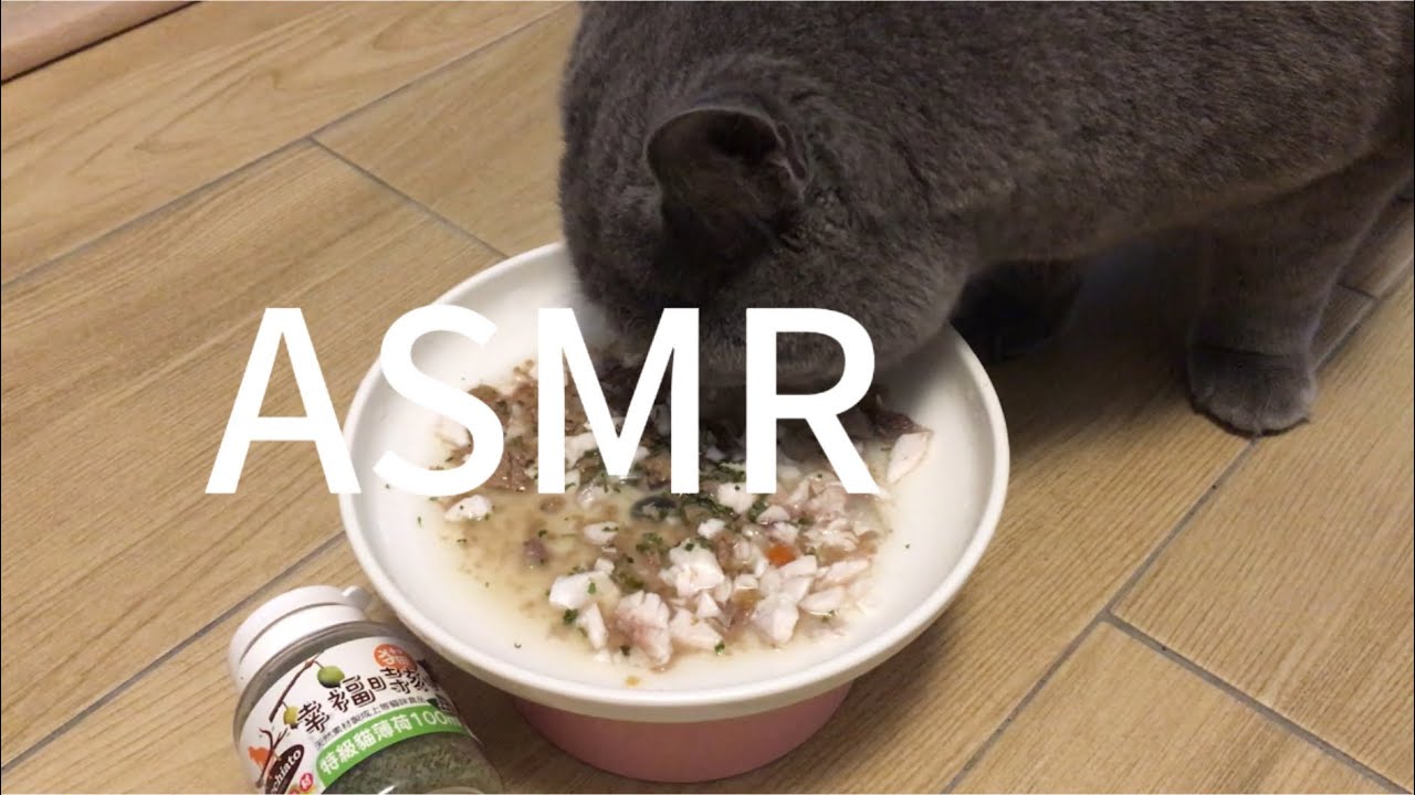 [ASMR] The sound of eating cat food and fish#cat #asmr #eating