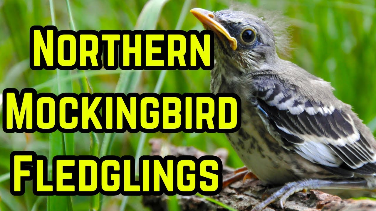 Baby Mockingbirds Documentary Egg to Fledglings