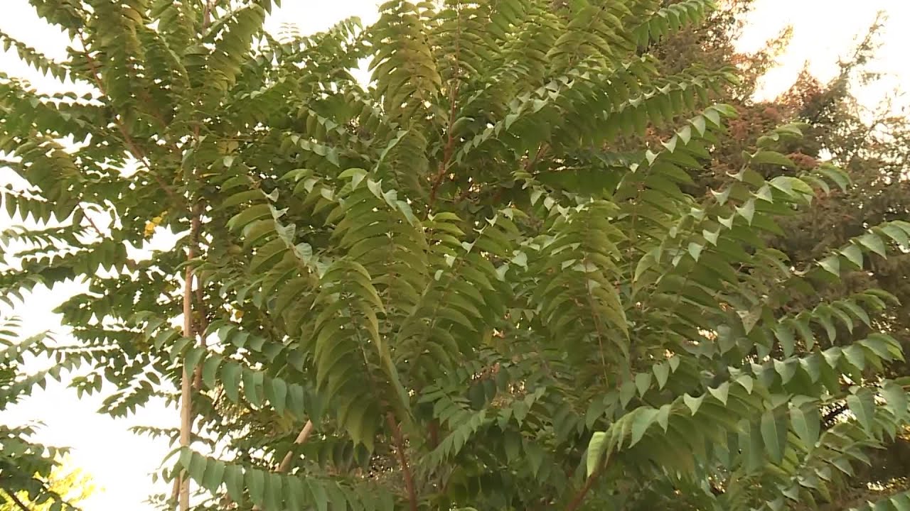 What people should do about the Tree of Heaven