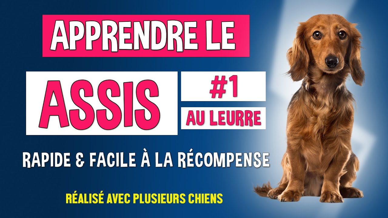 Apprendre le ASSIS à son CHIEN (version 1)