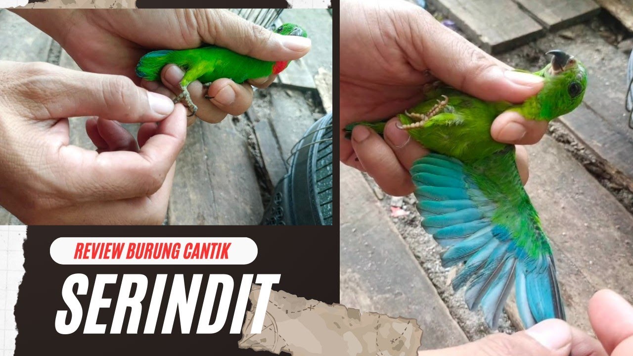 Review burung hijau cantik !!! Serindit Muda dan Pikat Serindit Tua