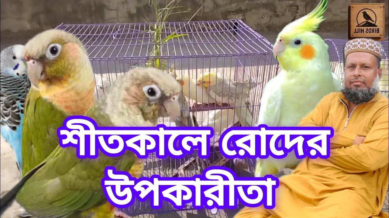 শীতকালে ককাটিয়েল পাখির যত্ন নেবার উপায়। Birds Hill