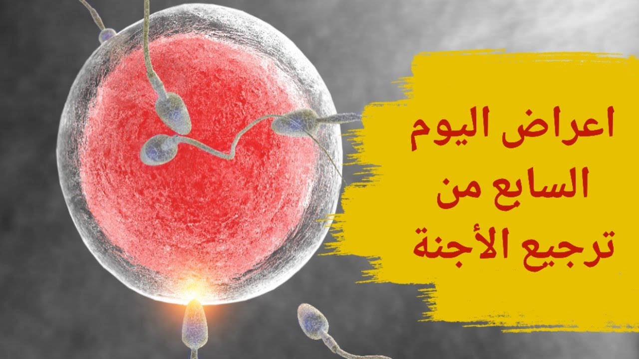 أعراض اليوم السابع من ترجيع الأجنة | اعراض الحمل في اليوم السابع من ترجيع الاجنة | هل يبان الحمل؟