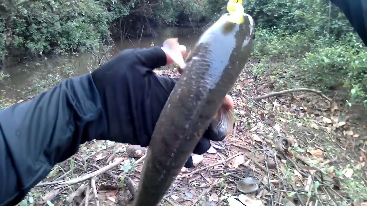 #ตกช่อนคลองทำแดดเดียว#เหยื่อสไปร7.5#viperpremium#ตกปลาด้วยเหยื่อปลอม